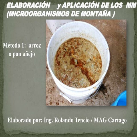 Elaboracion y aplicaciones de MM (Microorganismos de Montaña)  con arroz 