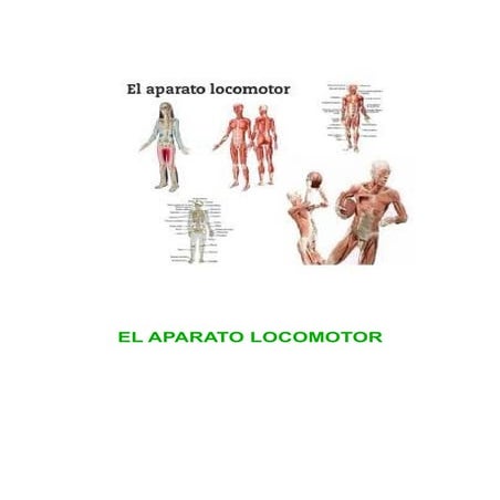 El aparato locomotor curso 2013/14