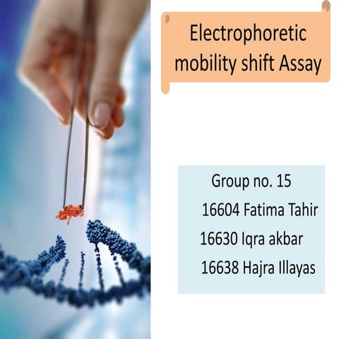Electrophoretic mobility shift assay 