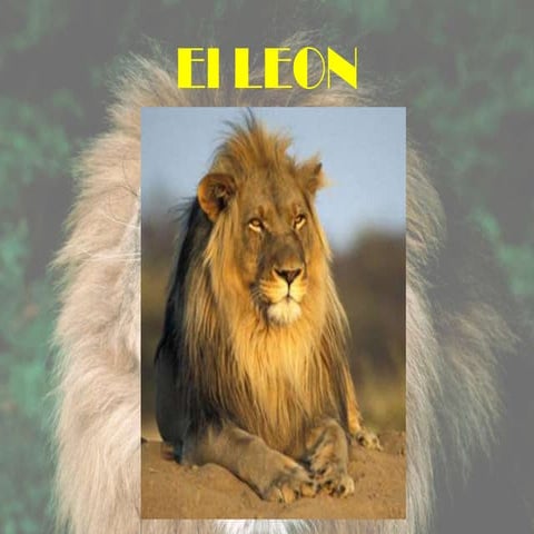 El leon