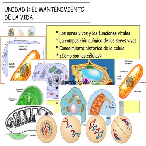 El mantenimiento de la vida 2011