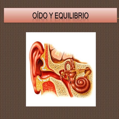 El oido y equilibrio