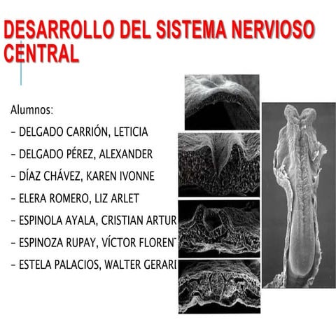 Embriologia SNC