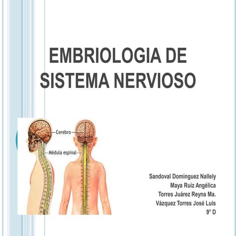 Embriologia de sistema nervioso