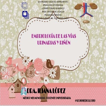 Embriología Renal