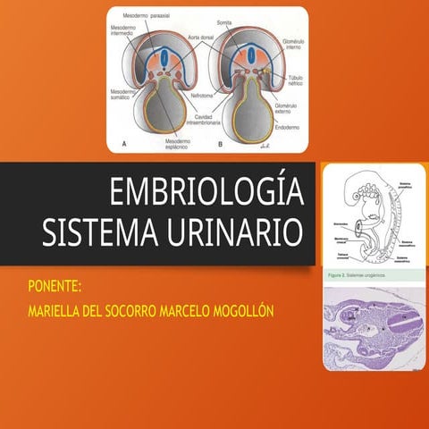 EMBRIOLOGIA SISTEMA URINARIO LIBRO CAMPBELL