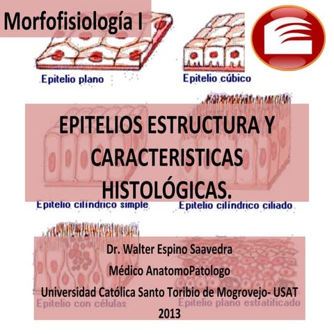 Epitelios estructura y caracteristicas histológicas i