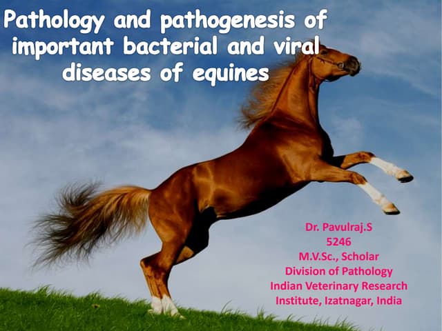 Equine diseases