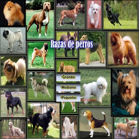 Razas de perros