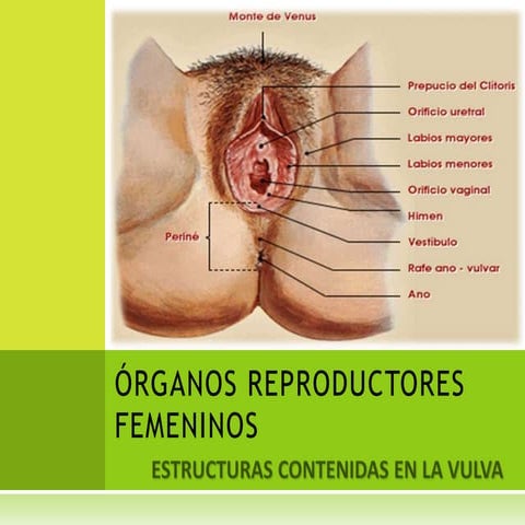 Estructuras contenidas en la vulva