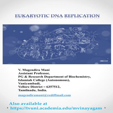 Eukaryotic DNA replication