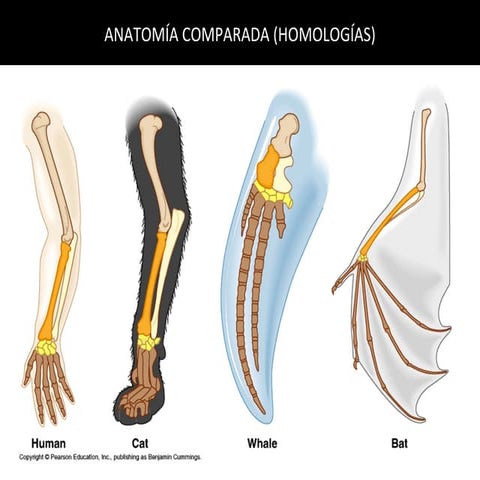 E V I D E N C I A S  D E  L A  E V O L U C IÓ N (97  2003)