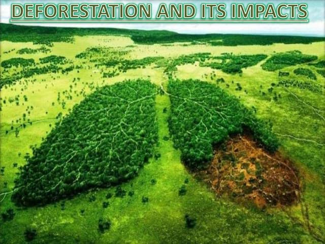 Deforestation-  Its Causes and Impacts