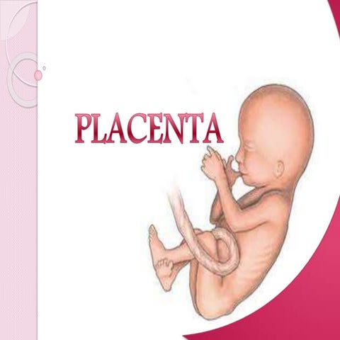 La placenta