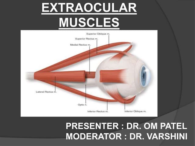 Extraocular muscles