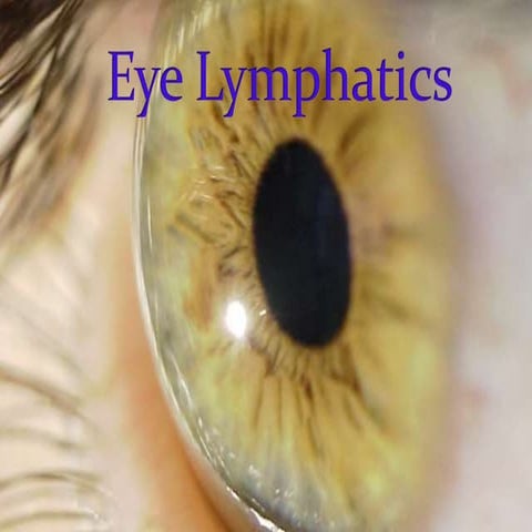 Eye lymphatics