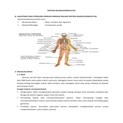 Faal muskuloskeletal