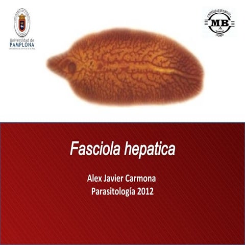 Fasciola hepatica