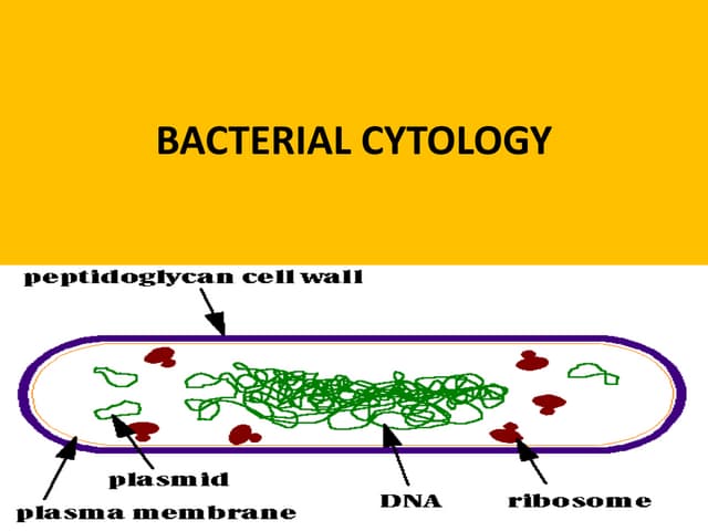 Bacterial cytology