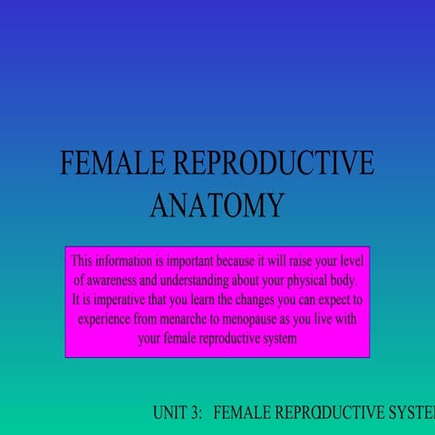 Female reproductive anatomy