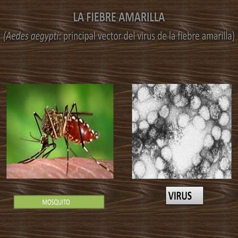 Fiebre amarilla