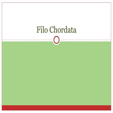 Filo chordata