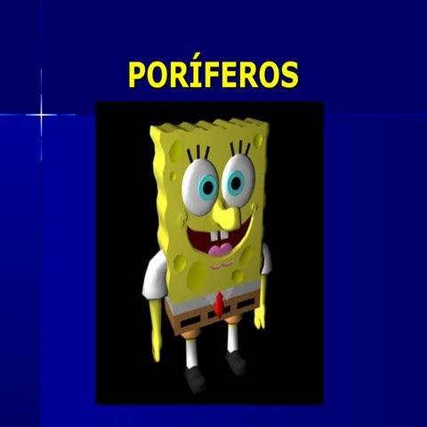 Filo porífera 1º ano