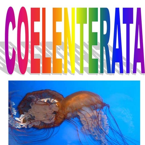 Filum coelenterata