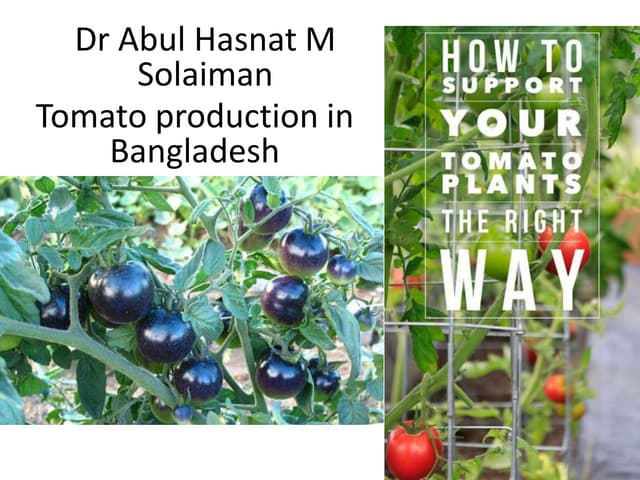 Final tomato presentation Dr A H M Solaiman