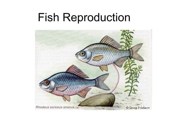 Fish reproduction