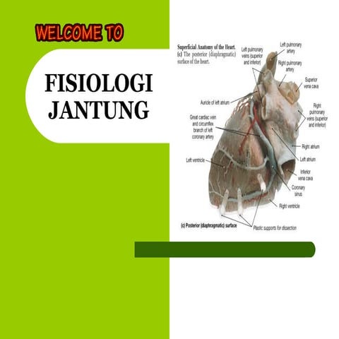 Fisiologi kardiovaskular