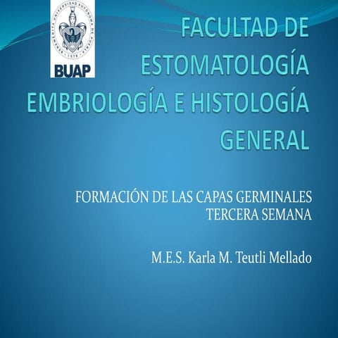 Formación de las capas germinales