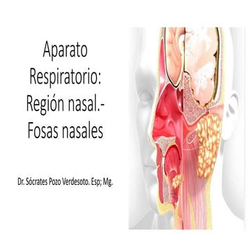 Aparato Respiratorio: Región Nasal.- Fosas nasales