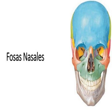 Fosas nasales