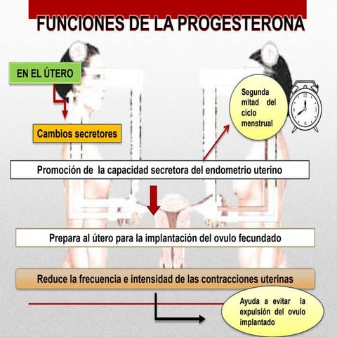 Funciones de  la progesterona