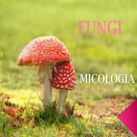 OS 5 REINOS: O REINO FUNGI SLIDE COMPLETO