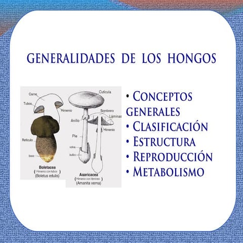 Generalidades de los hongos verano 2012