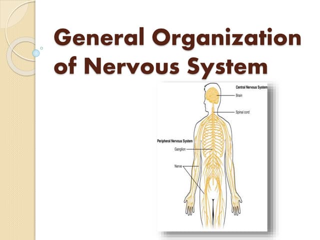 General organization of nervous system