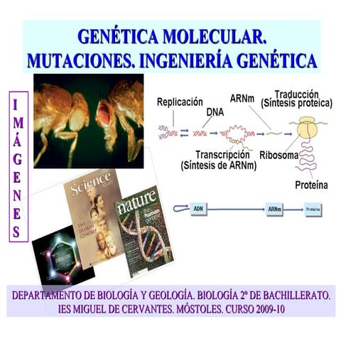 Genetica molecular