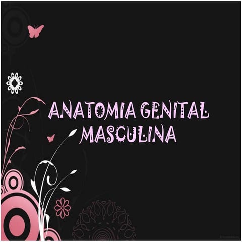 genitales masculinos