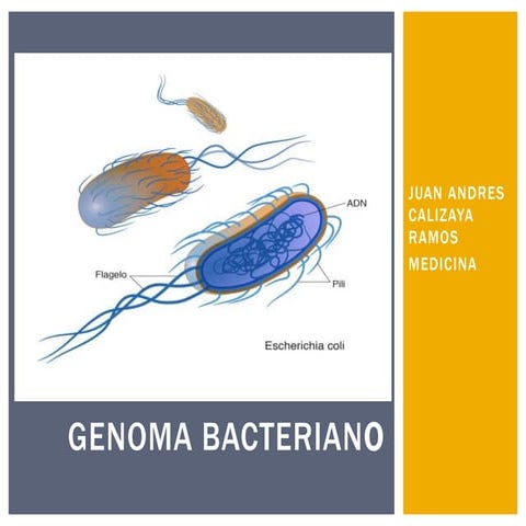 Genoma bacteriano