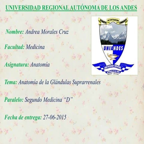 Glandulas suprarrenales