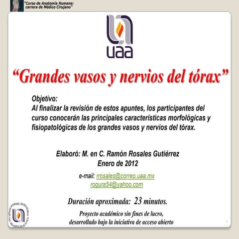 Grandes vasosnervios