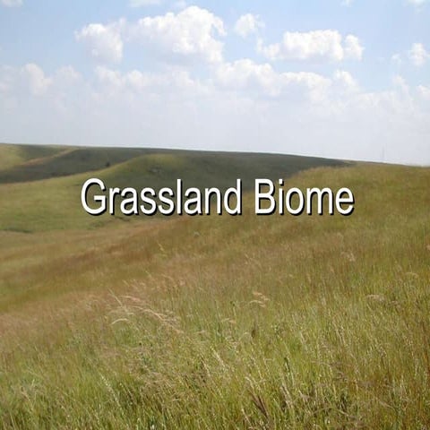 Grassland