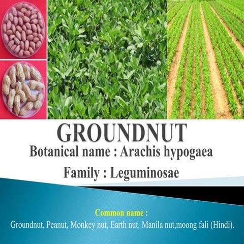 Ground nut