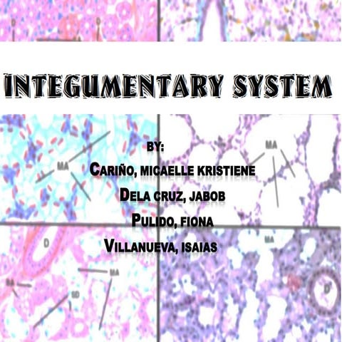Comparative Anatomy - Integumentary System