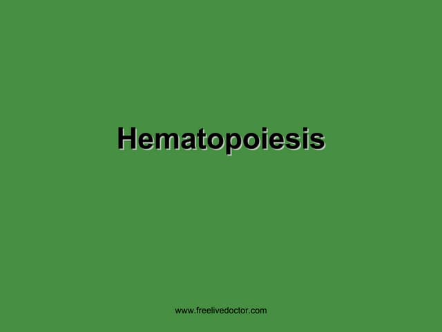Hematopoiesis 06 07