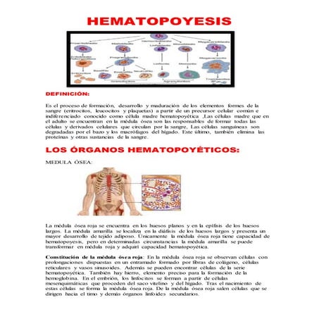 "Hematopoyesis "
