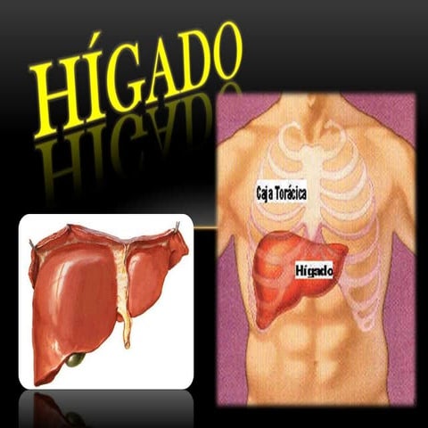 Hígado