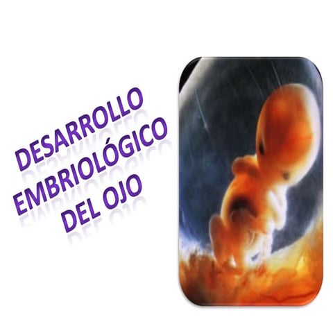 HISTOLOGIA DEL OJO